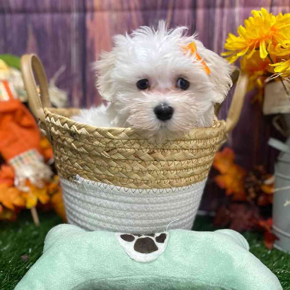 Female Maltese Puppy for Sale in Little Rock, AR