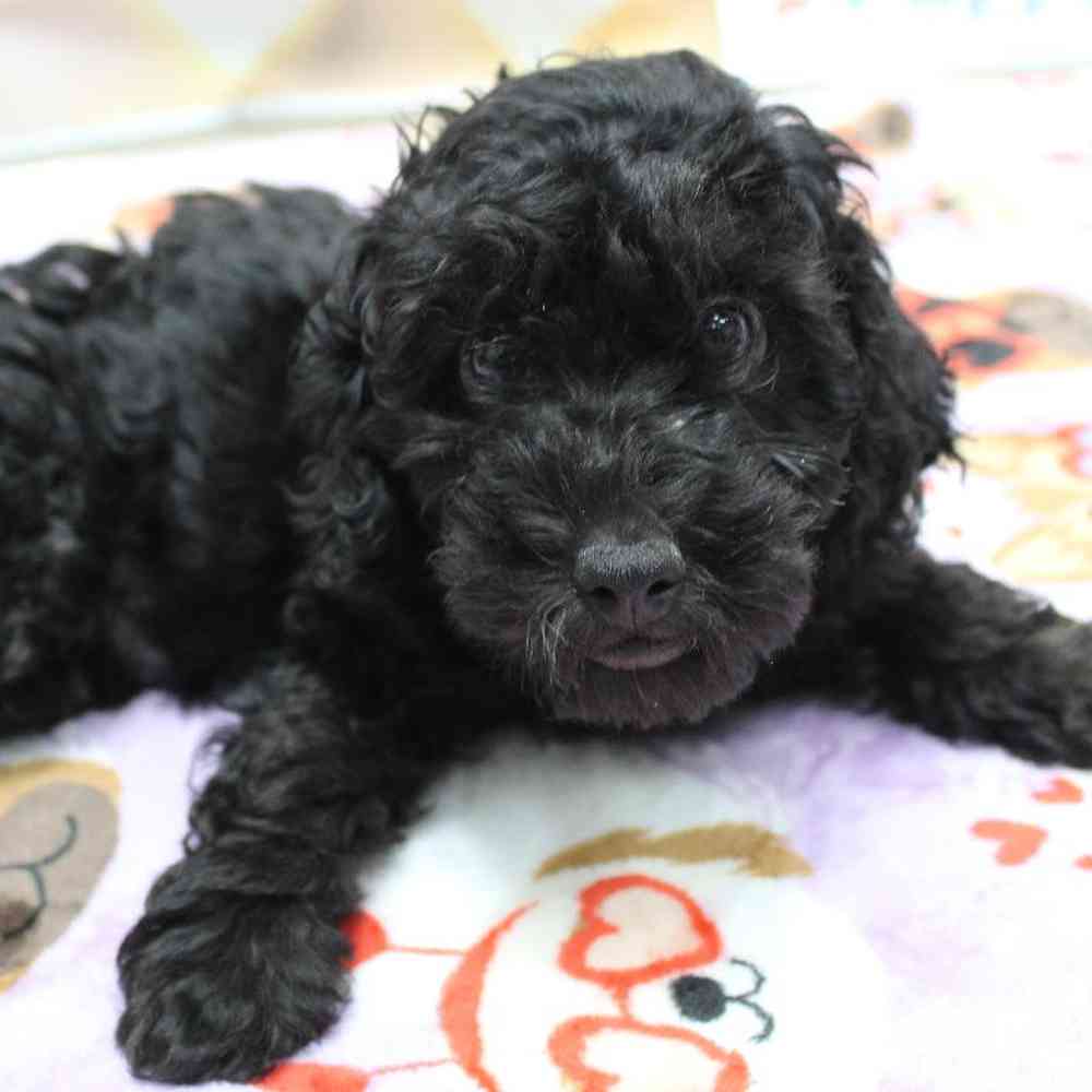 Male Mini Poodle Puppy for Sale in Wichita, KS