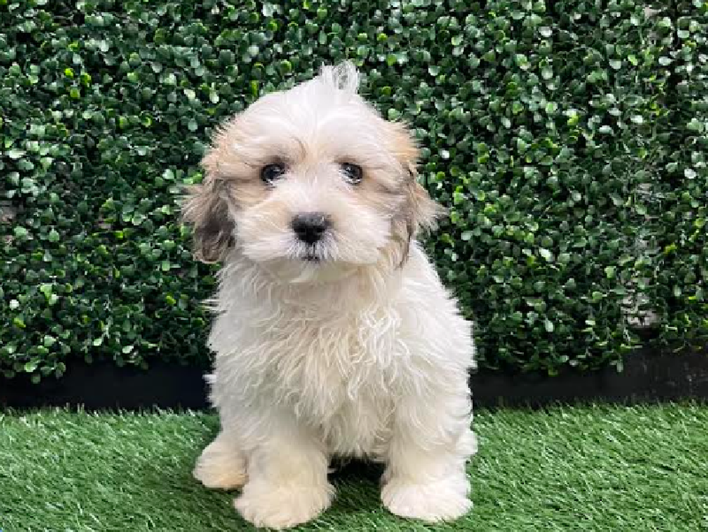 Female Havanese Puppy for Sale in Cordova, TN
