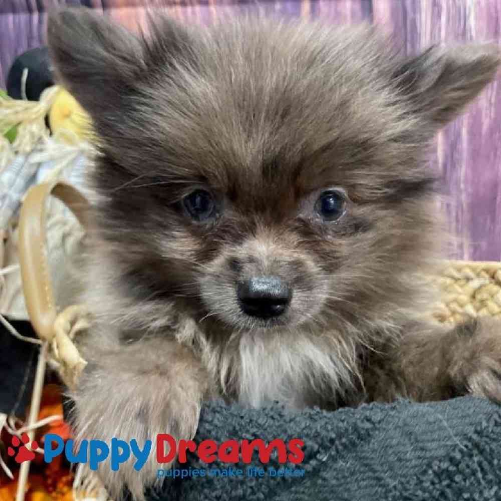 Male Pomeranian Puppy for Sale in Little Rock, AR