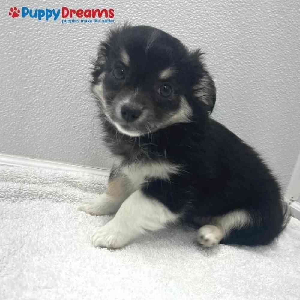 Female Chihuahua Puppy for sale