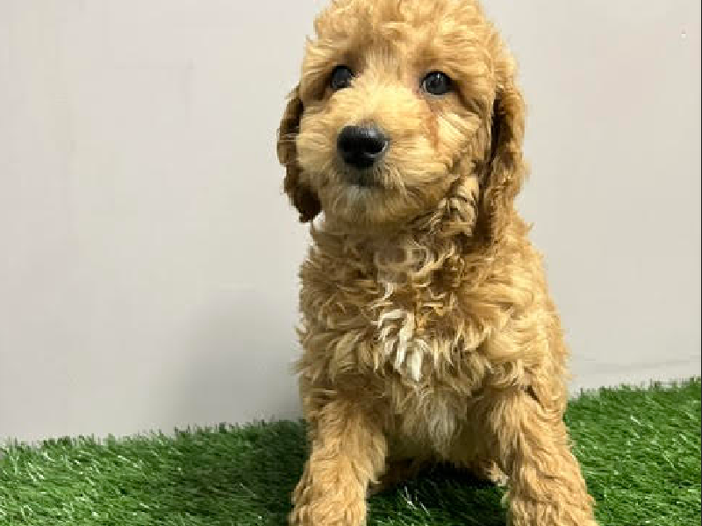 Male Mini Goldendoodle Puppy for Sale in Cordova, TN