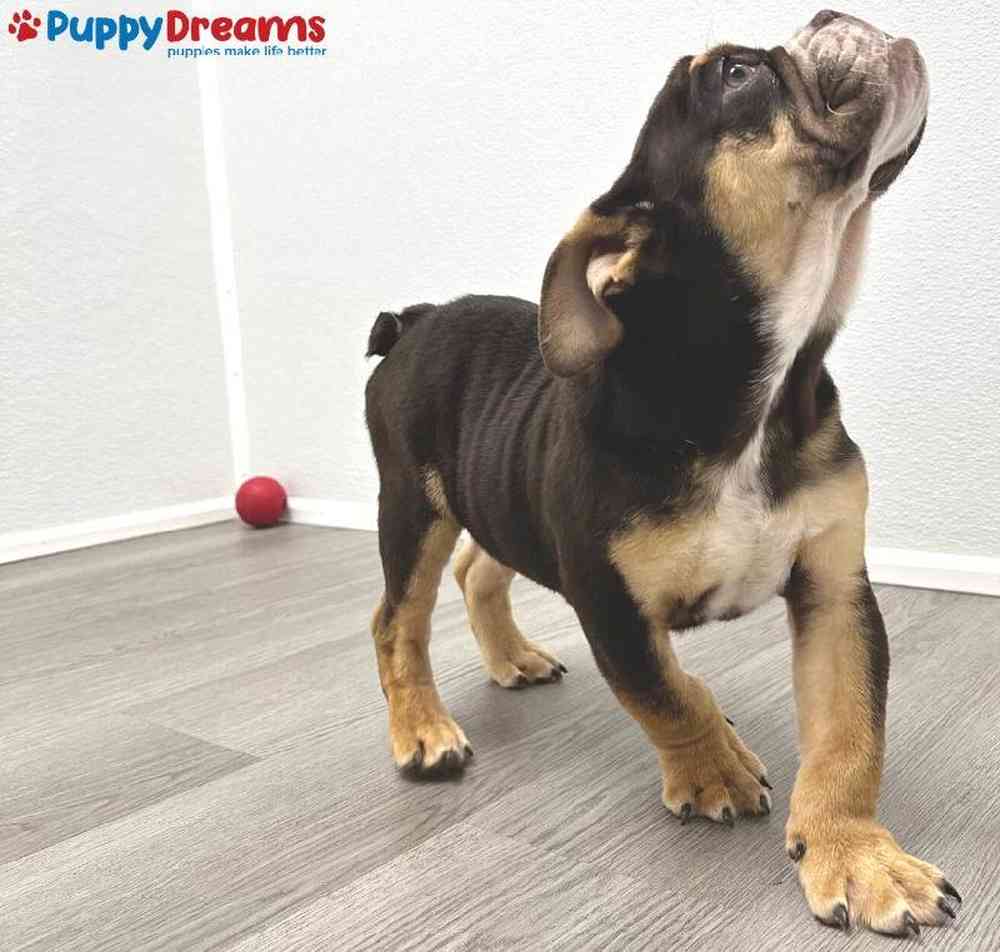 Male English Bulldog Puppy for Sale in Little Rock, AR
