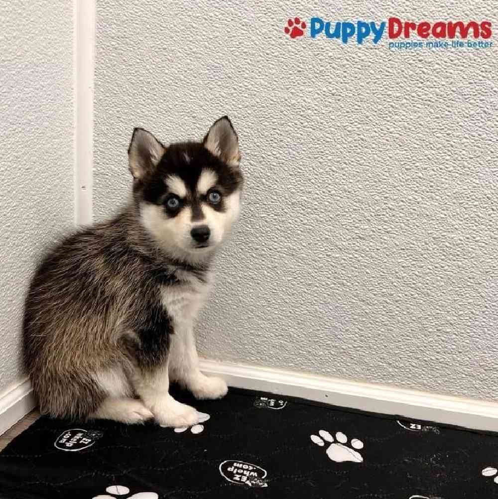 Female Alaskan Klee Kai Puppy for sale