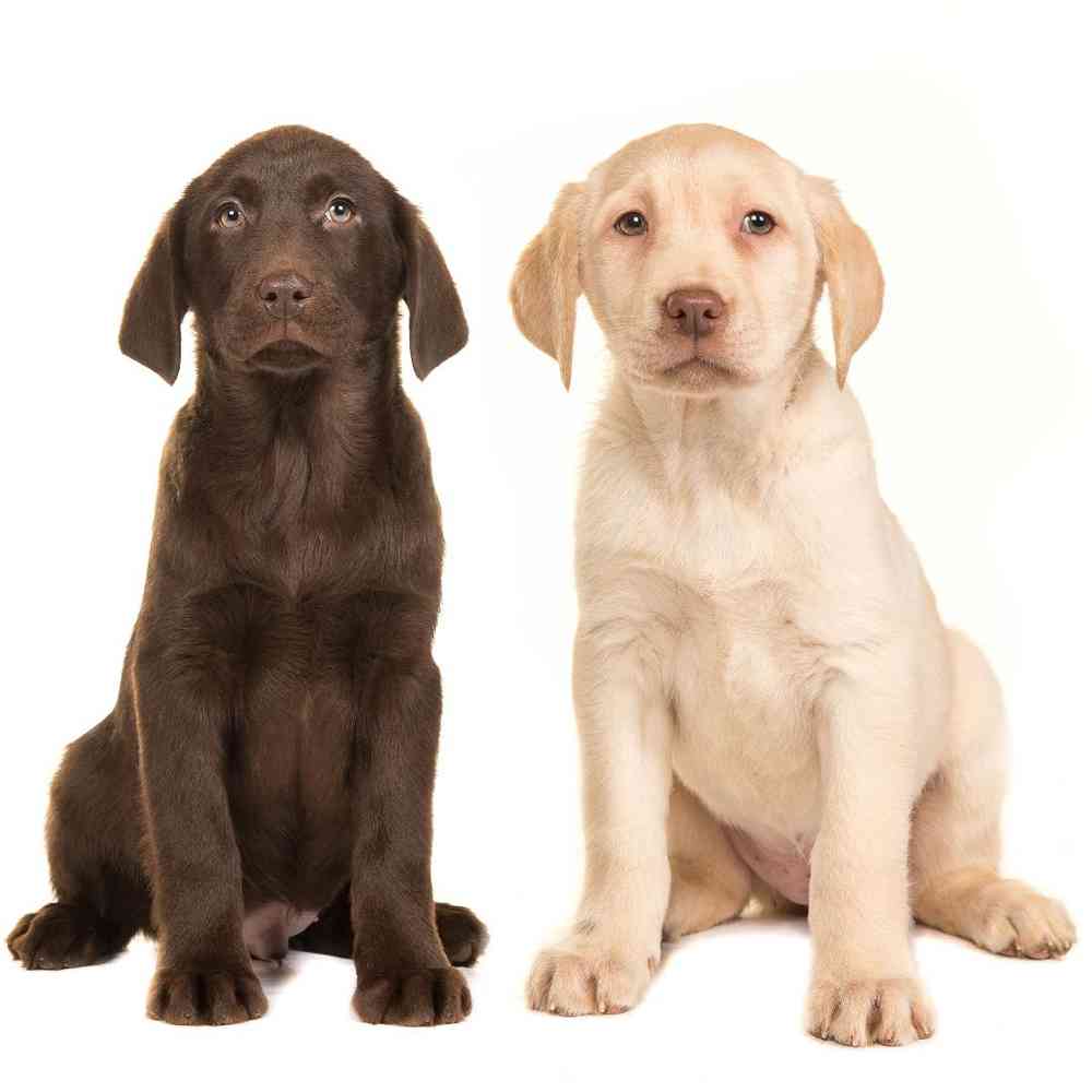 Labrador Retriever image