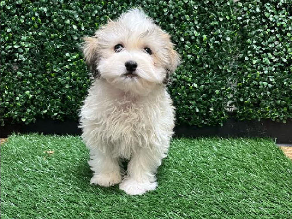Male Teddy Bear Puppy for Sale in Cordova, TN