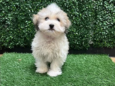 Male Teddy Bear Puppy for Sale in Cordova, TN