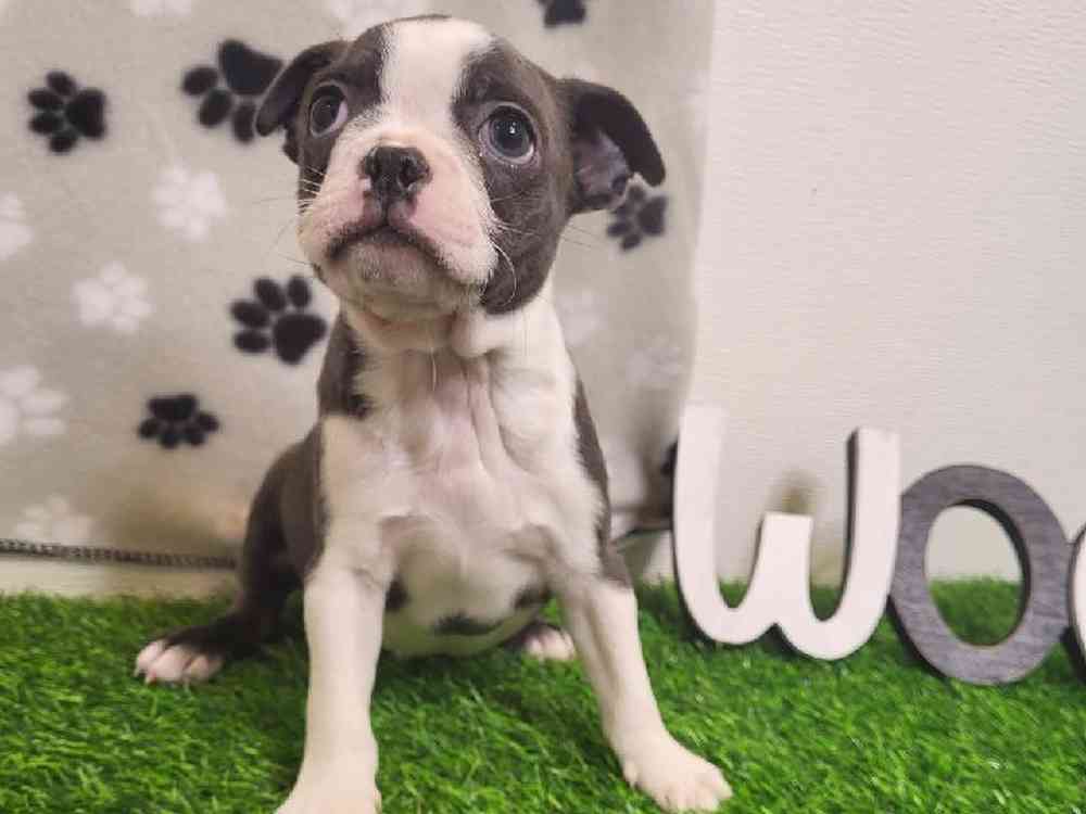 Male Boston Terrier Puppy for Sale in Arlington, TX
