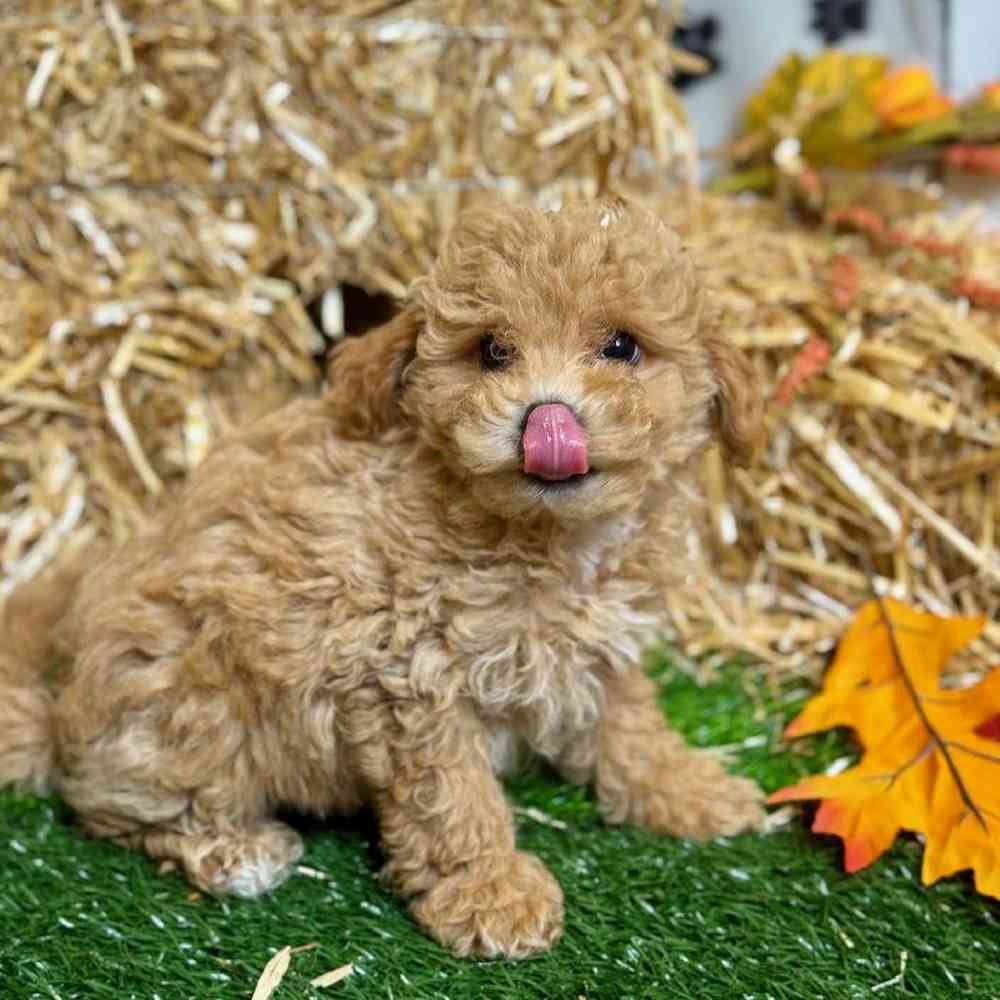 Male Bichon-Poodle Puppy for Sale in ,