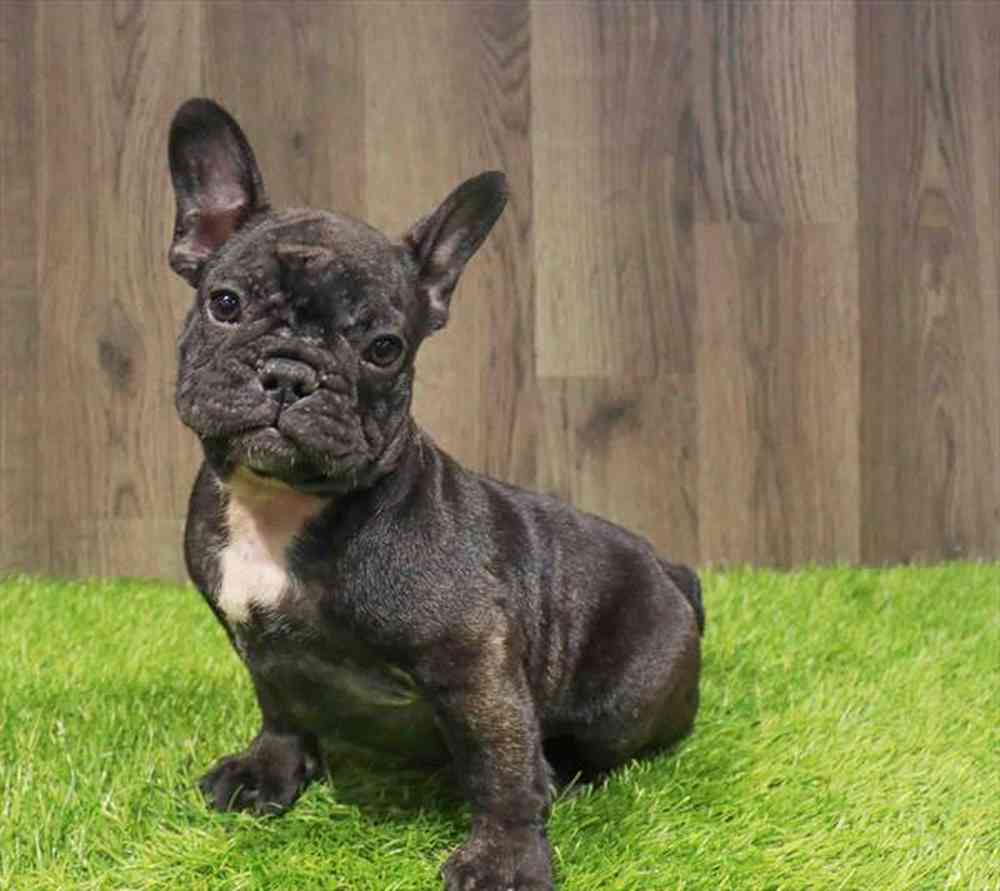Available puppies