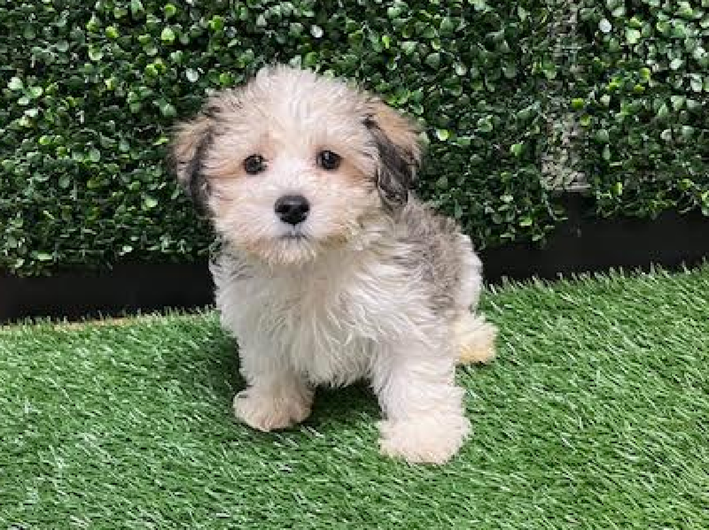 Male Yochon Puppy for Sale in Cordova, TN