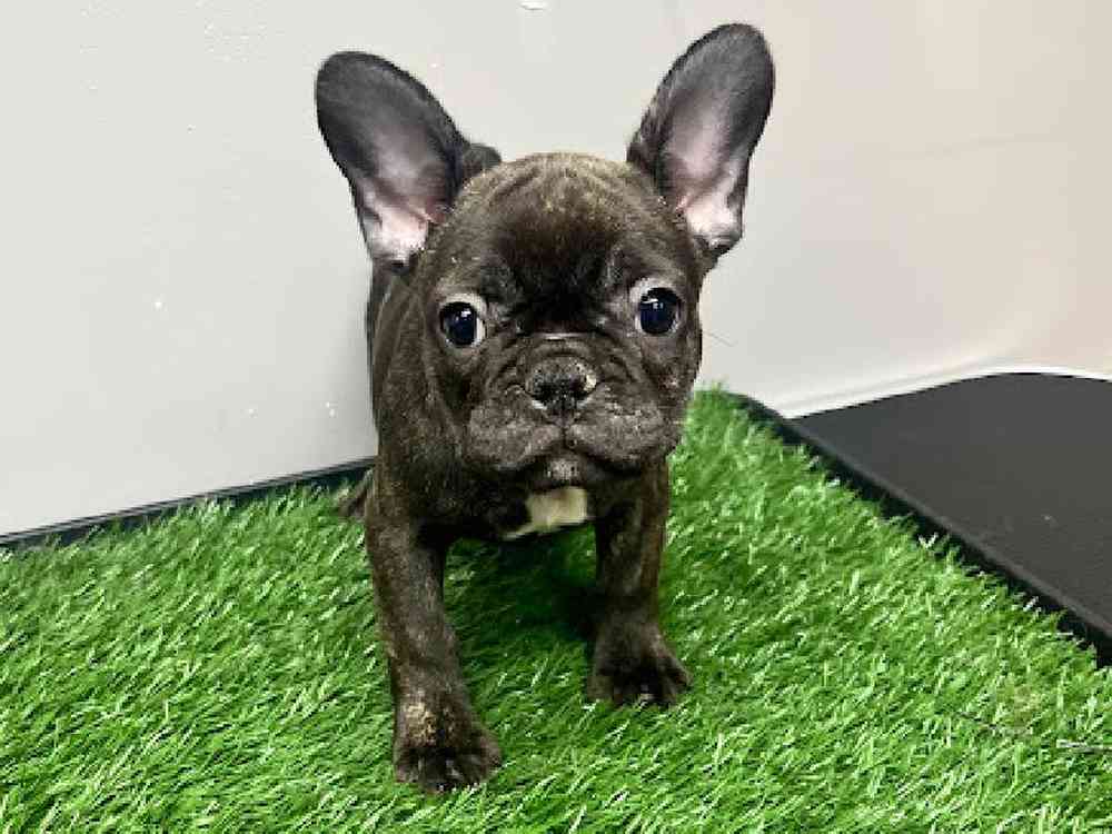 Female French Bulldog Puppy for Sale in Cordova, TN