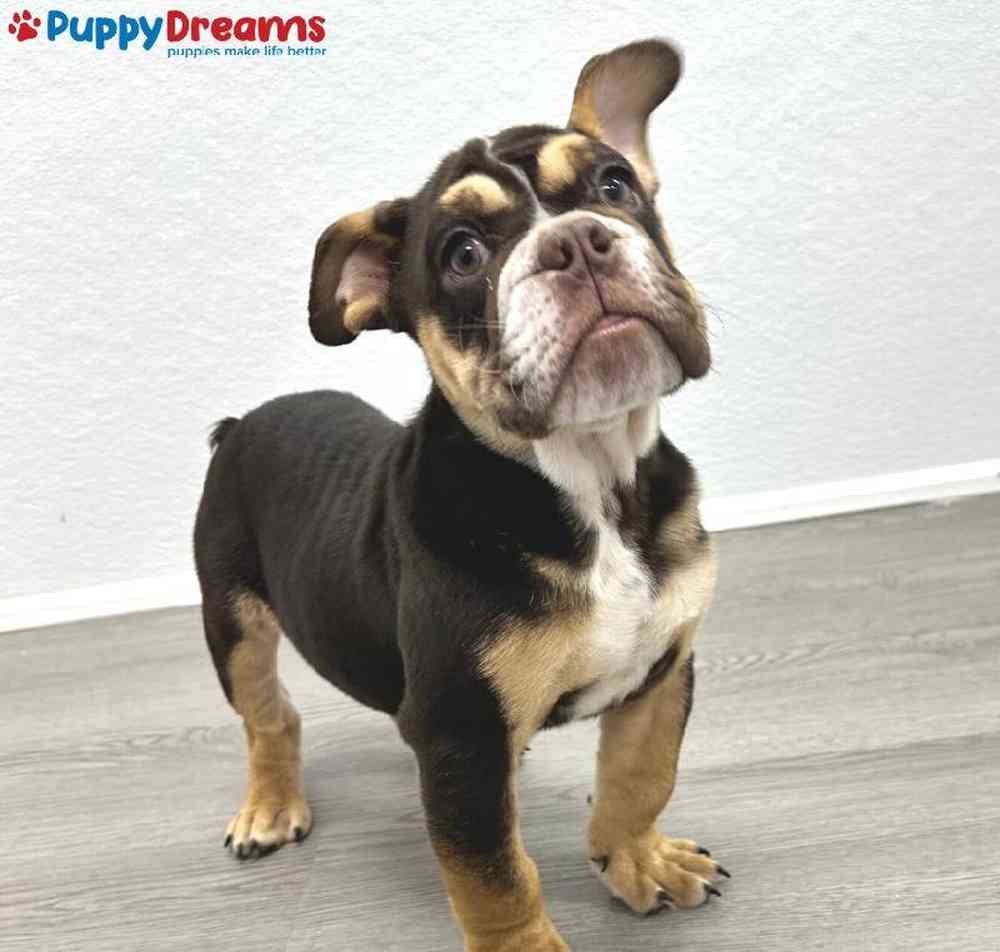 Male English Bulldog Puppy for Sale in Little Rock, AR