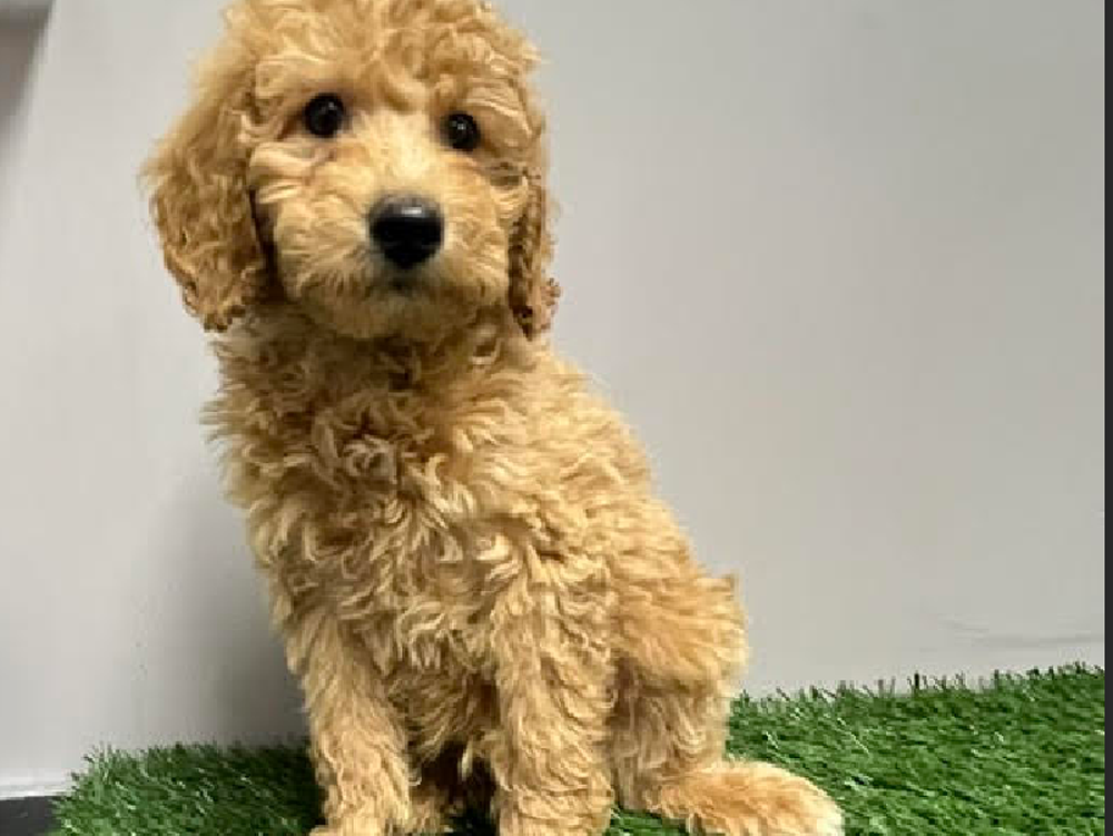 Male Mini Goldendoodle Puppy for Sale in Cordova, TN