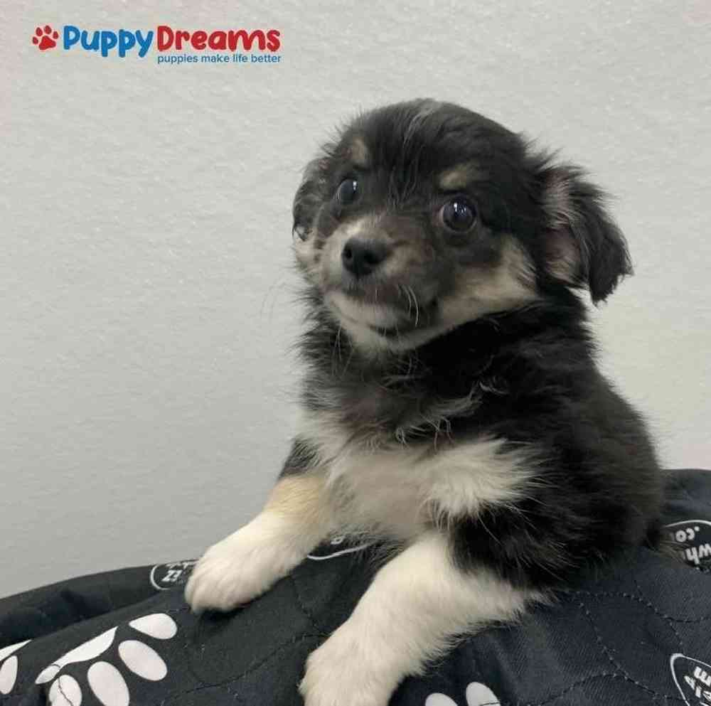 Female Chihuahua Puppy for sale