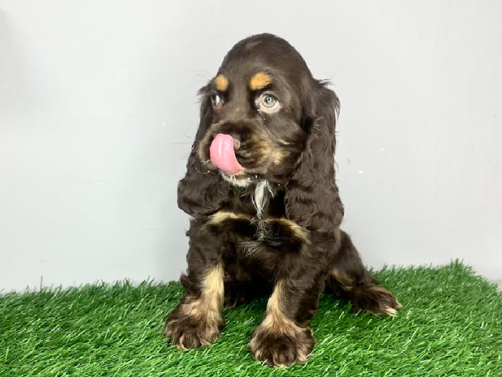 Male Cocker Spaniel Puppy for Sale in Cordova, TN