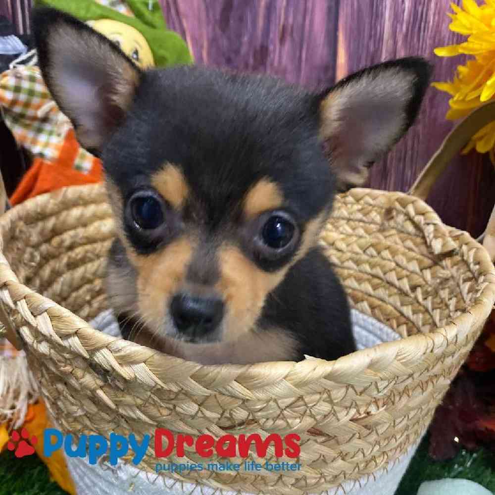 PomChi image