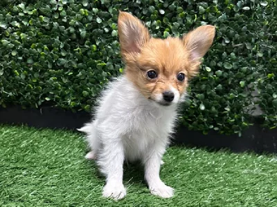 Male Papillon Puppy for Sale in Cordova, TN