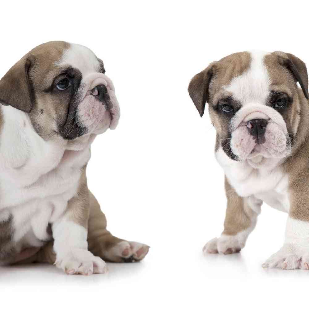 English Bulldog image