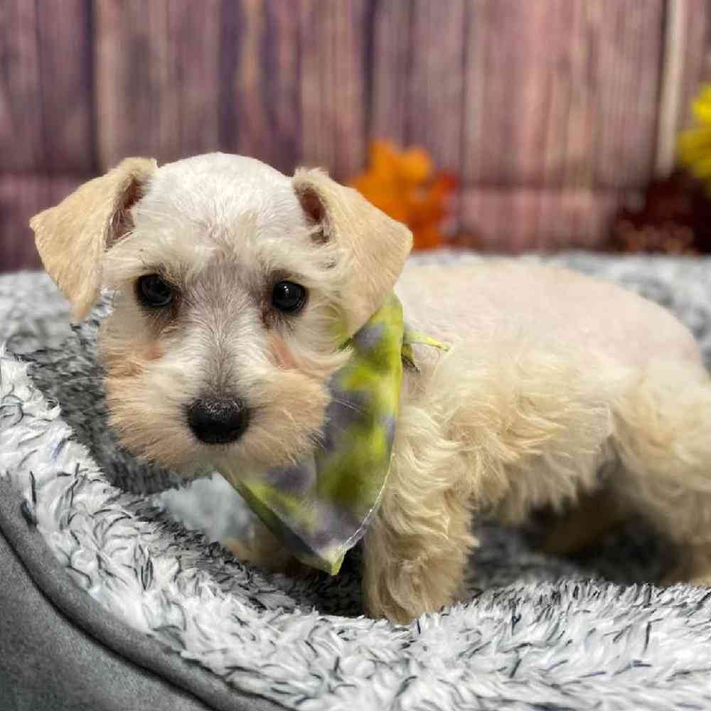 Female Schnoodle Puppy for Sale in Little Rock, AR