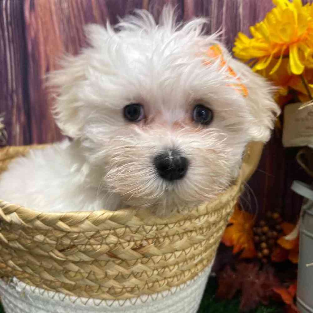 Female Maltese Puppy for Sale in Little Rock, AR
