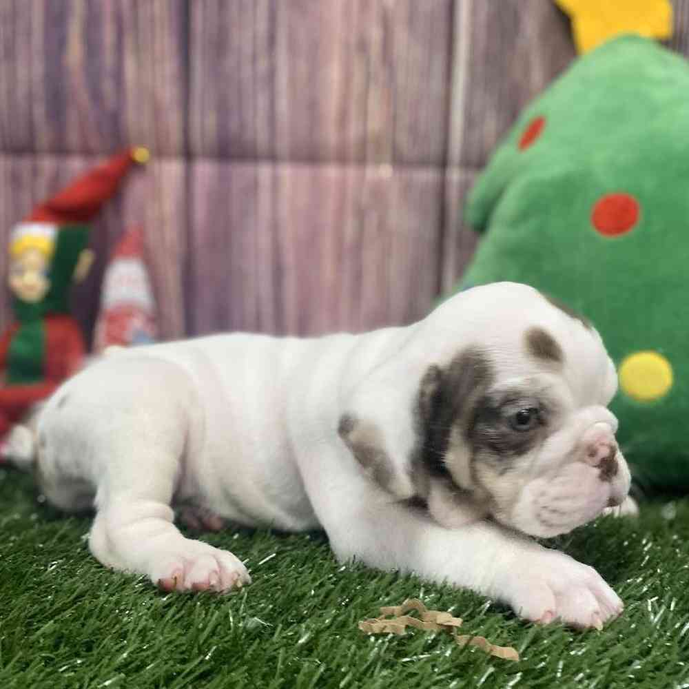 Male English Bulldog Puppy for Sale in Little Rock, AR