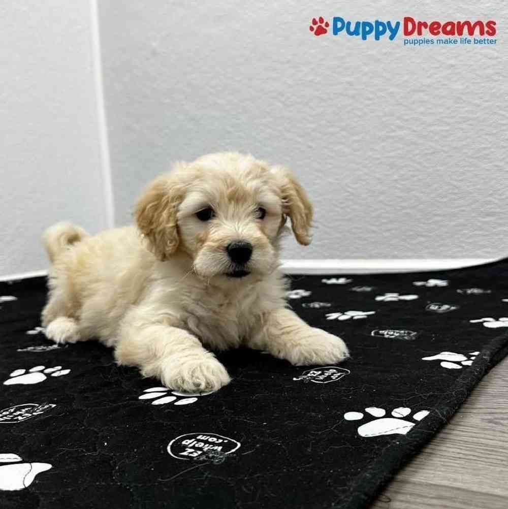 Female Mini Goldendoodle Puppy for sale