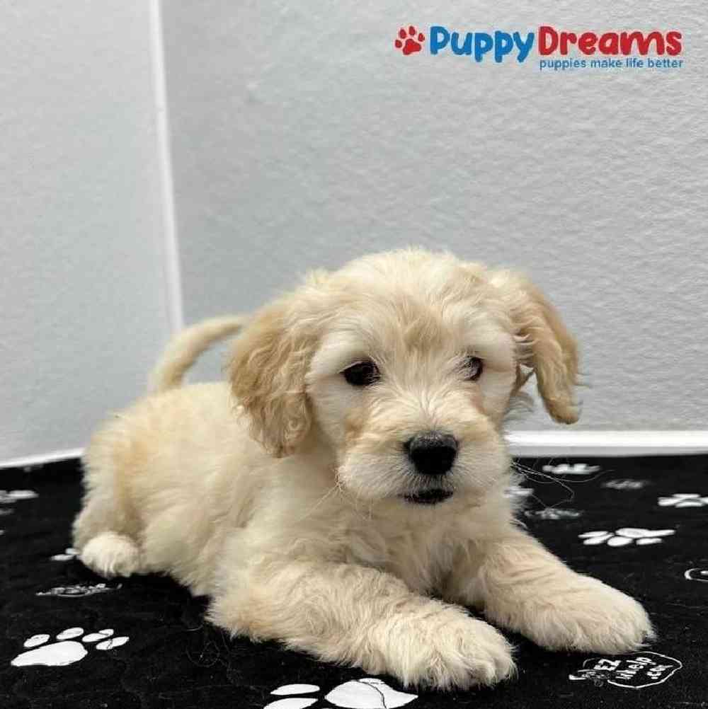 Female Mini Goldendoodle Puppy for sale