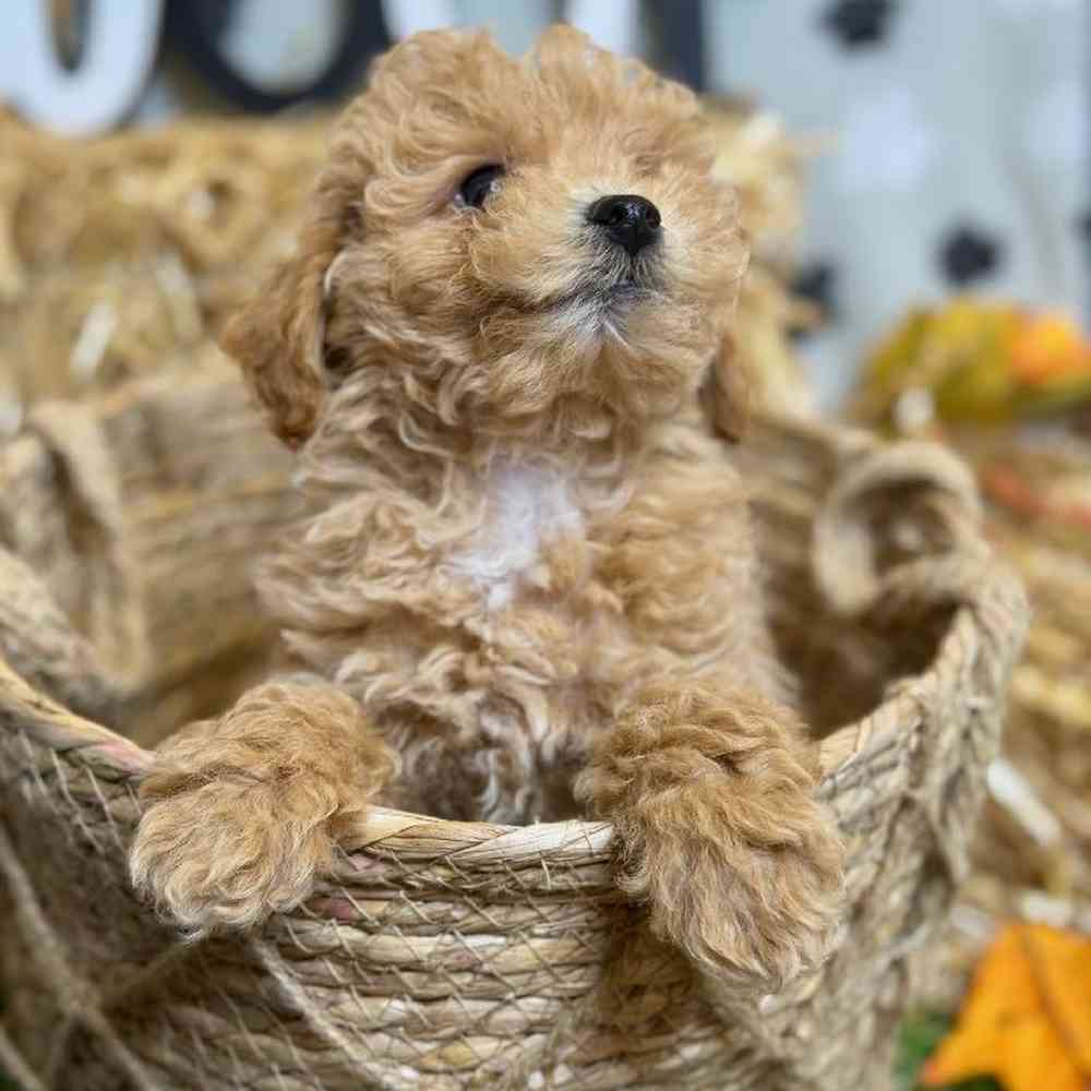 Male Bichon-Poodle Puppy for Sale in ,