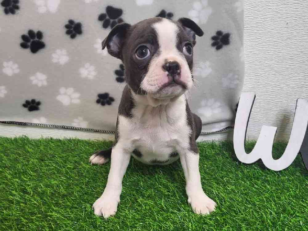 Male Boston Terrier Puppy for Sale in Arlington, TX