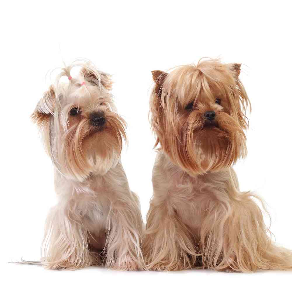 Yorkie image