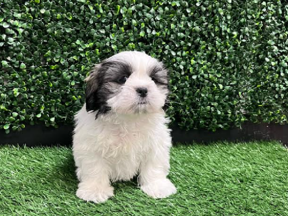 Male Shih Tzu Puppy for Sale in Cordova, TN