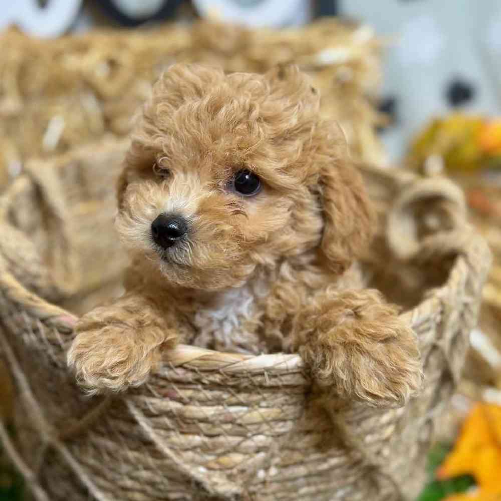 Male Bichon-Poodle Puppy for Sale in ,