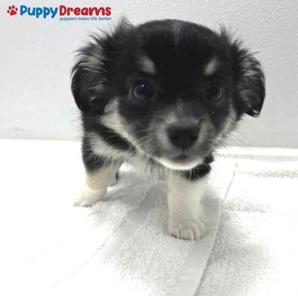 Female Chihuahua Puppy for sale