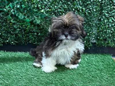 Male Lhasa Apso Puppy for Sale in Cordova, TN