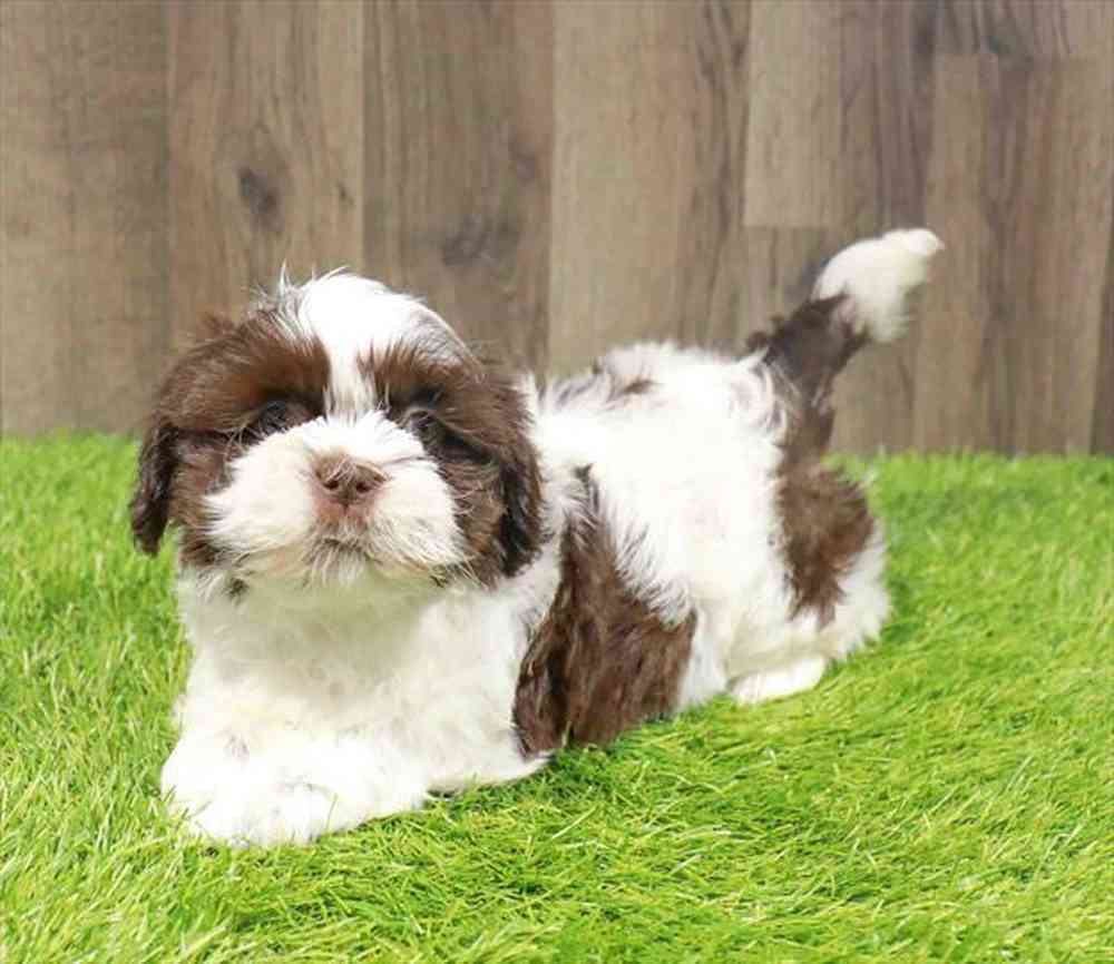 Available puppies