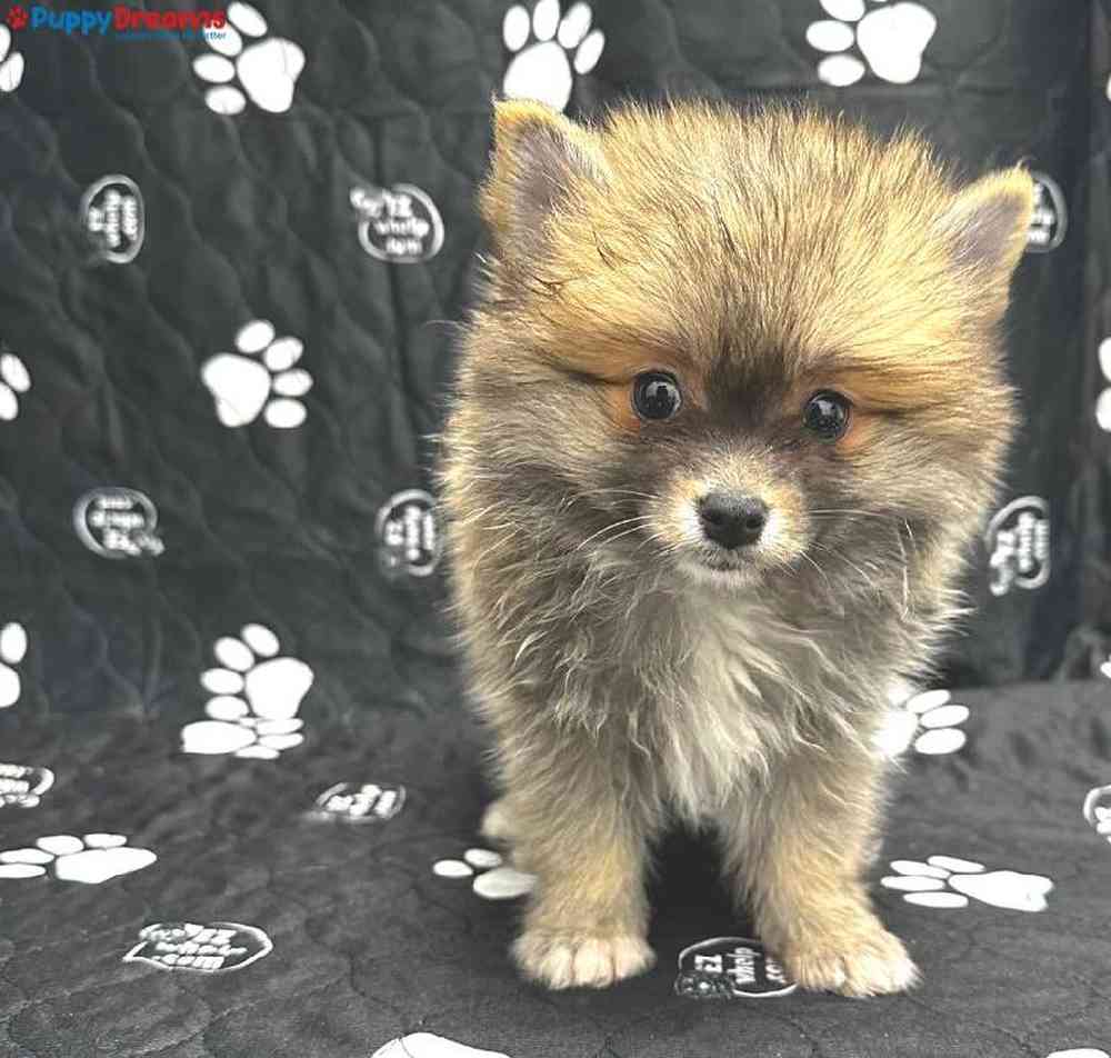 Male Pomeranian Puppy for Sale in Little Rock, AR