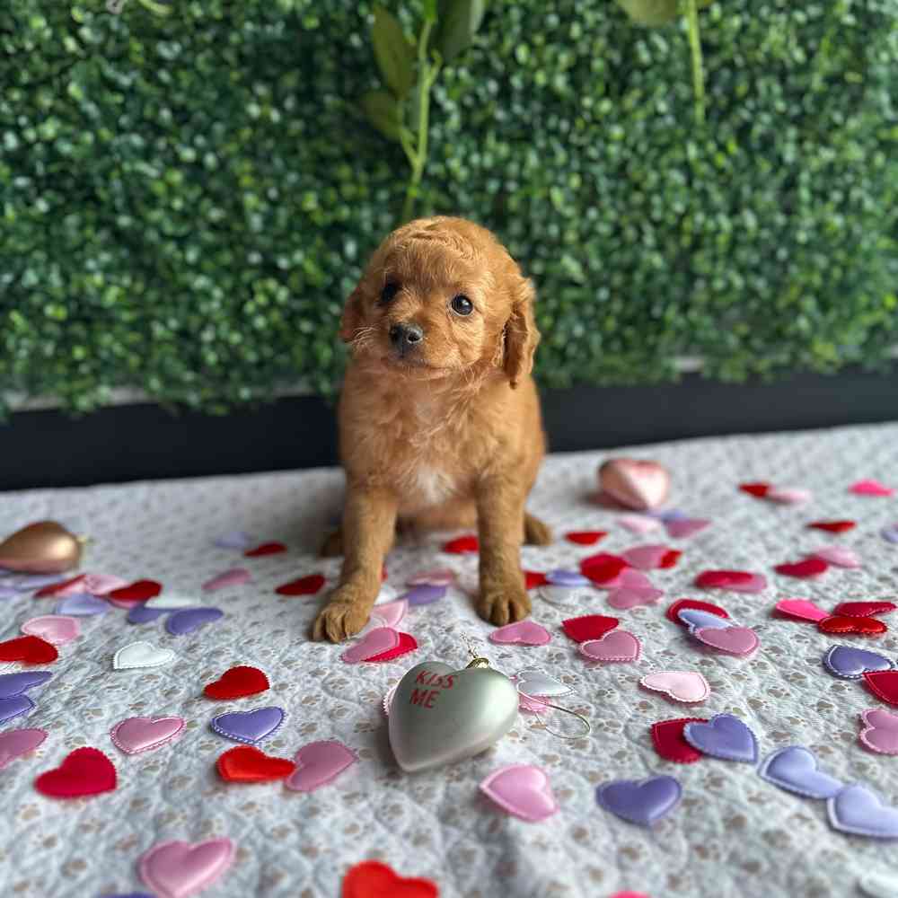 toy Poodle image