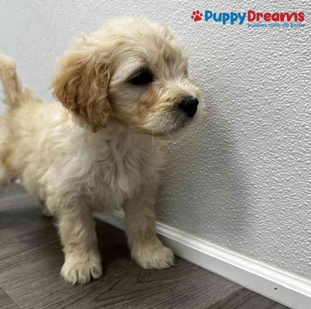 Female Mini Goldendoodle Puppy for sale