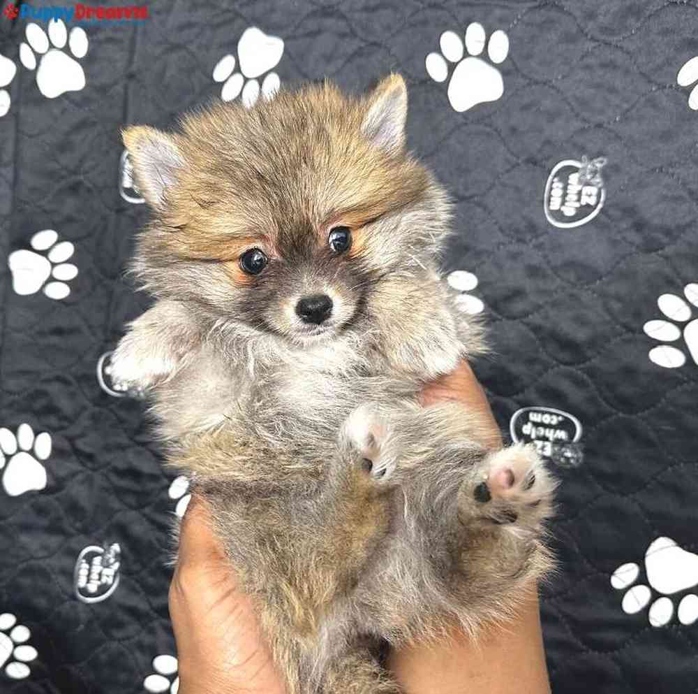 Male Pomeranian Puppy for Sale in Little Rock, AR