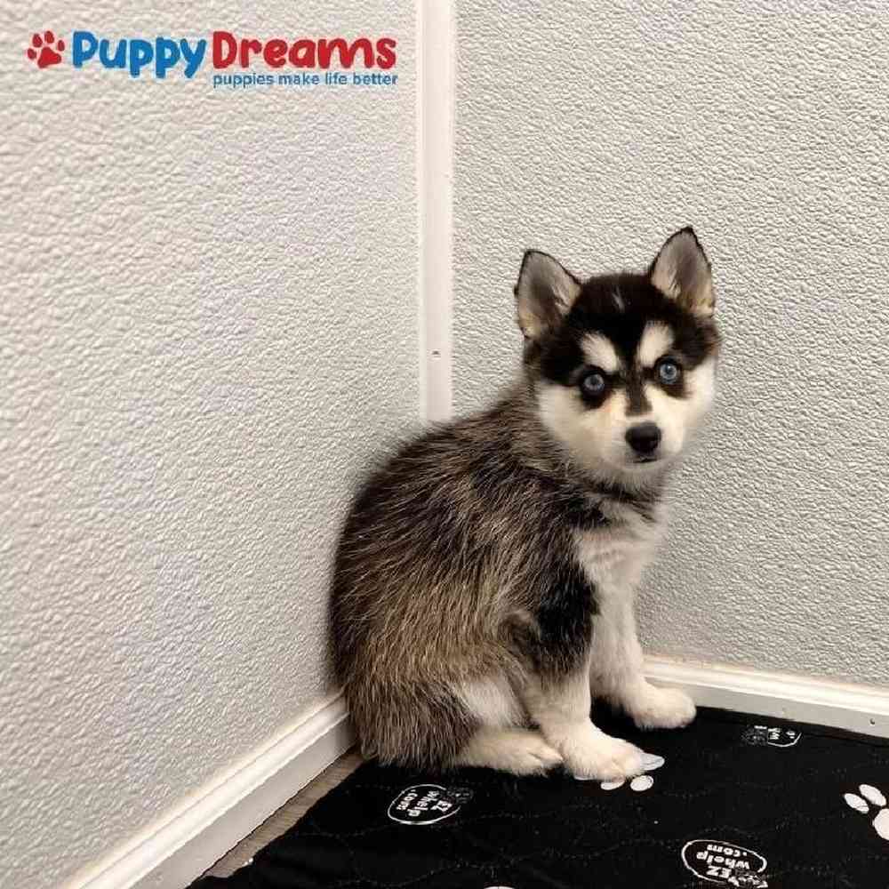 Female Alaskan Klee Kai Puppy for sale