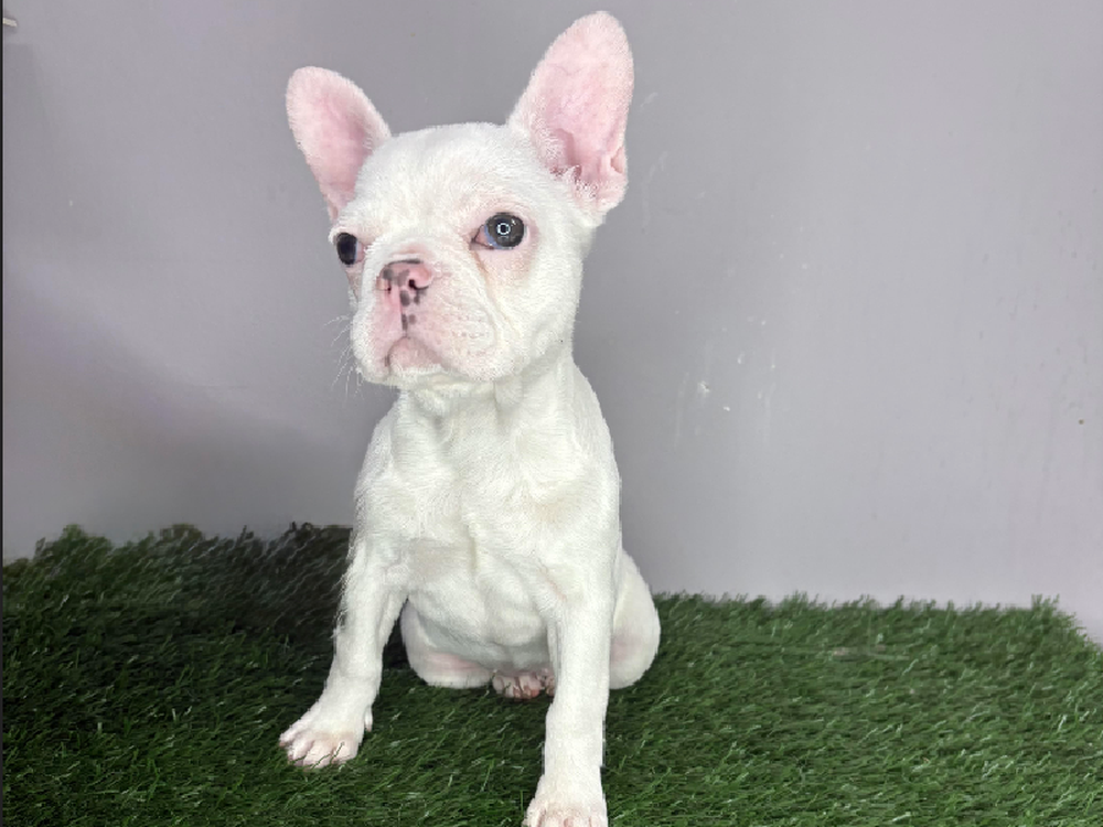 Female French Bulldog Puppy for Sale in Cordova, TN
