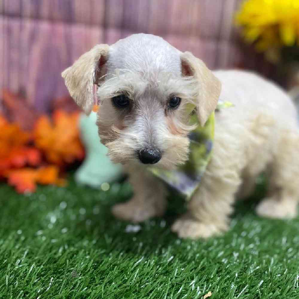 Female Schnoodle Puppy for Sale in Little Rock, AR
