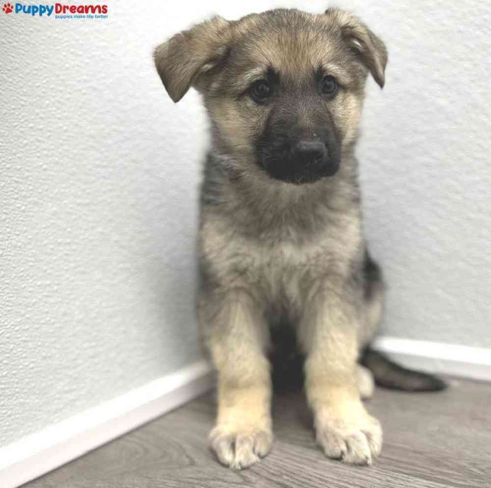 Male German Shepherd Puppy for Sale in Little Rock, AR