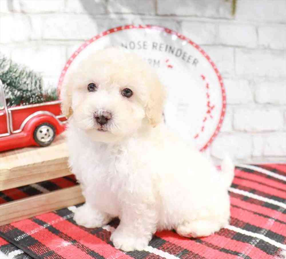 Available puppies