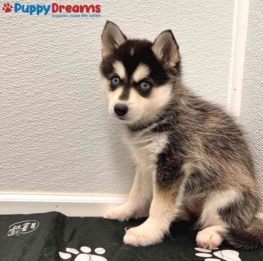 Female Alaskan Klee Kai Puppy for sale