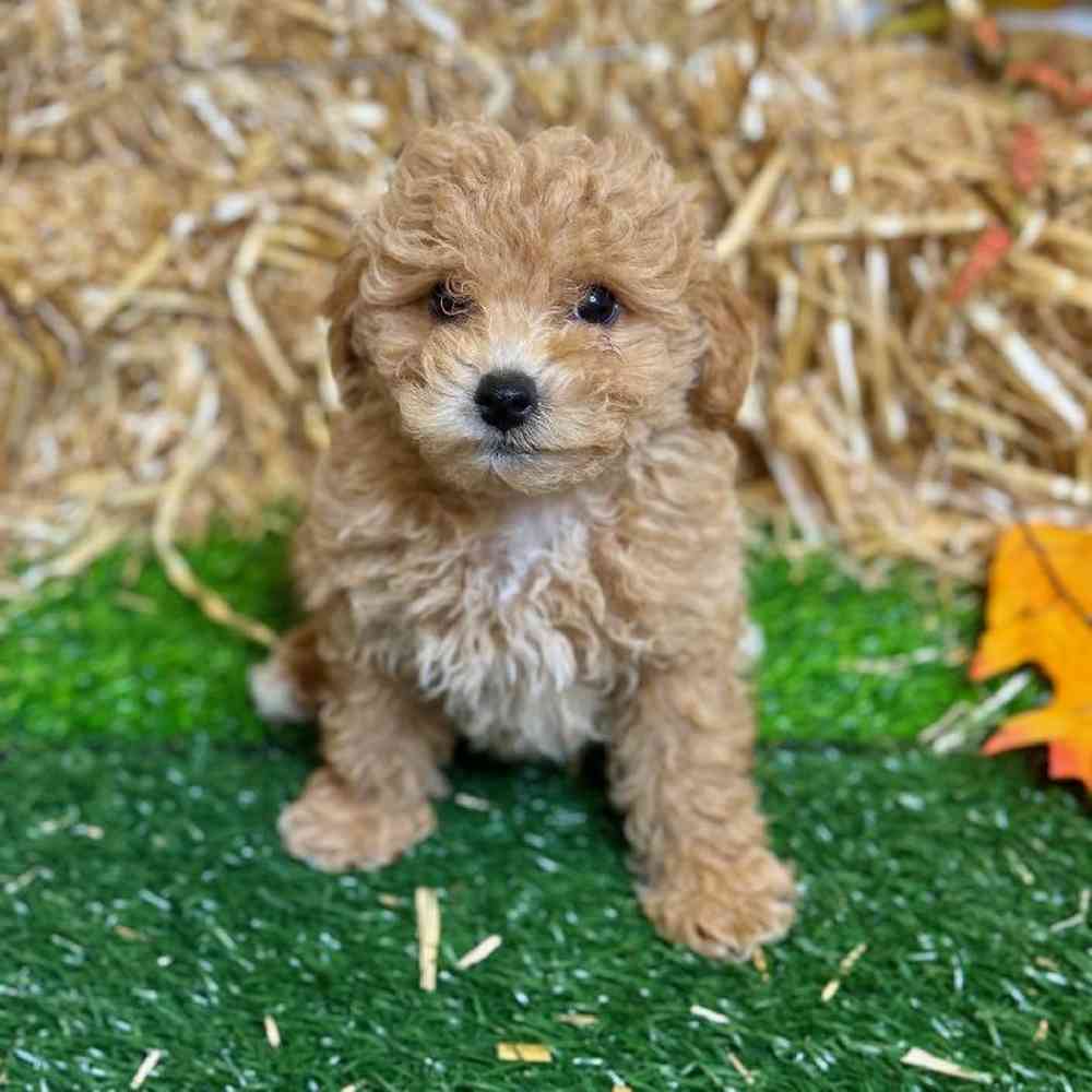 Male Bichon-Poodle Puppy for Sale in ,