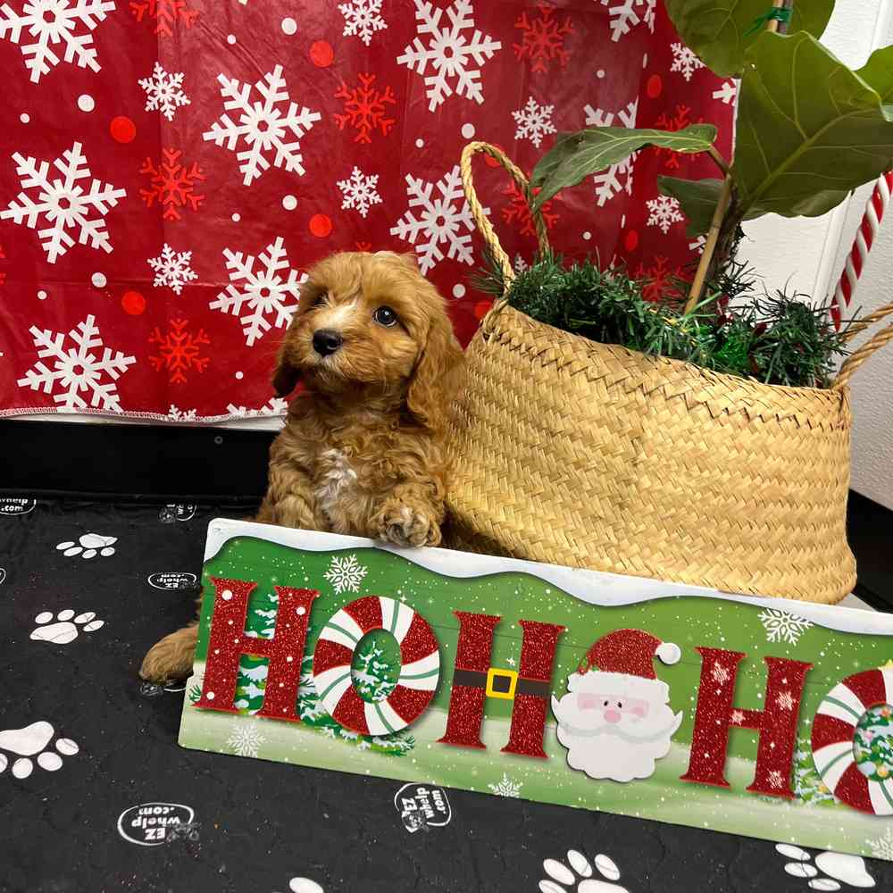 image_cropper_348D3D85-95E3-482C-833F-A2DB4EAD00D2-21107-000006CA941CF262.jpg