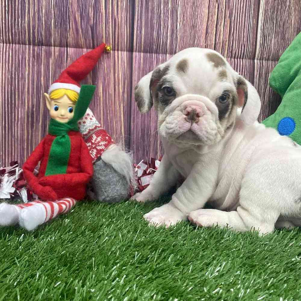 Male English Bulldog Puppy for Sale in Little Rock, AR