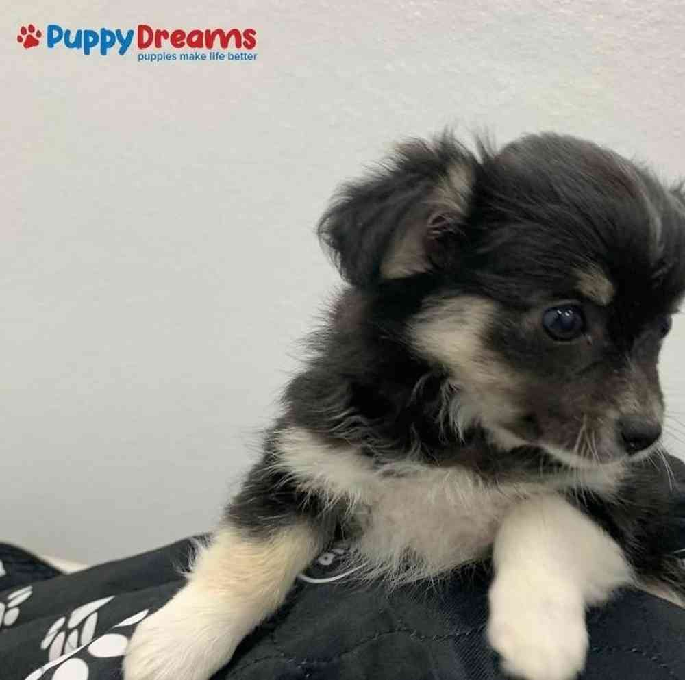Female Chihuahua Puppy for sale